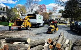 How Our Tree Care Process Works  in Bealeton, VA